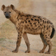 Illustration for article titled Wednesday Hyena - Crocuta crocuta Edition